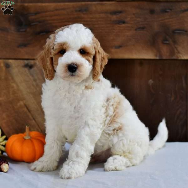 Edward, Mini Goldendoodle Puppy